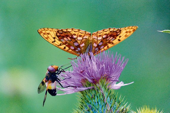 Schmetterling und Biene ernähren sich an einer Blüte