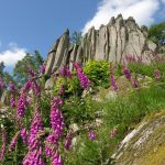Orgelfelsen bei Gernsbach nahe Baden-Baden