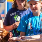 Kinder füttern das Huhn aus der Hand