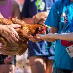 Kinder füttern das Huhn aus der Hand