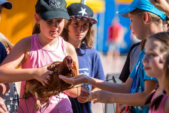 Kinder füttern das Huhn aus der Hand