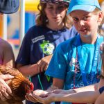 Kinder füttern das Huhn aus der Hand