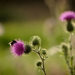 Hummel ernährt sich an einer Blüte