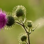 Hummel ernährt sich an einer Blüte