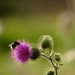 Hummel ernährt sich an einer Blüte
