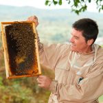 Der Imker prüft die Wabe der Bienen