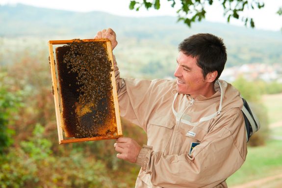 Der Imker prüft die Wabe der Bienen