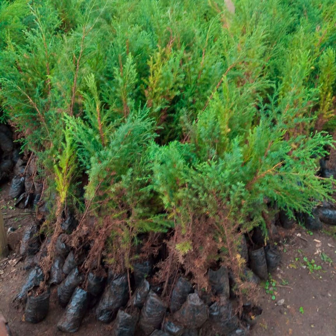 Setzlinge_Juniperus-Procera_Kenia_c_WWF-Kenia