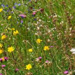 Eine große Heuwiese mit vielen heimischen Wildpflanzen