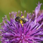 Eine Furchenbiene besucht die Blüte der Tauben-Skabiose