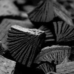 Holzkohle aus heimischen Buchen ist nachhaltig.