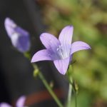 Die Glockenblume ist eine Nektarquelle für viele Wildbienenarten