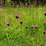 Knaeuelglockenblume auf einer großen Wiese