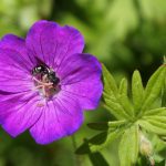 Eine Scherenbiene beim Nektar sammeln an der Blüte eines Storchenschnabels