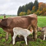 Ständiger Zugang zur Muttermilch