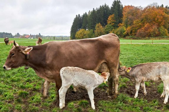 Ständiger Zugang zur Muttermilch