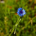 Kornblume auf Wiese