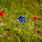 Wildbienen bei der Bestäubung einer Blüte