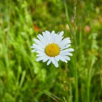 Eine Margerite auf der Blühwiese