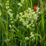 Weißes Labkraut auf der Wiese