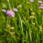 Acker-Witwenblume auf der Blühwiese