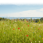 Blühwiese mit Panoramablick auf den Bodensee bei Meersburg