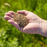 Bestes Saatgut für die Bienenweide: Samen von gebietseigenen Wildblumen und Wildgräsern aus gesicherten Herkünften Deutschlands
