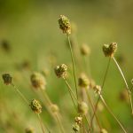 Kleiner Wiesenknopf auf der Blühwiese