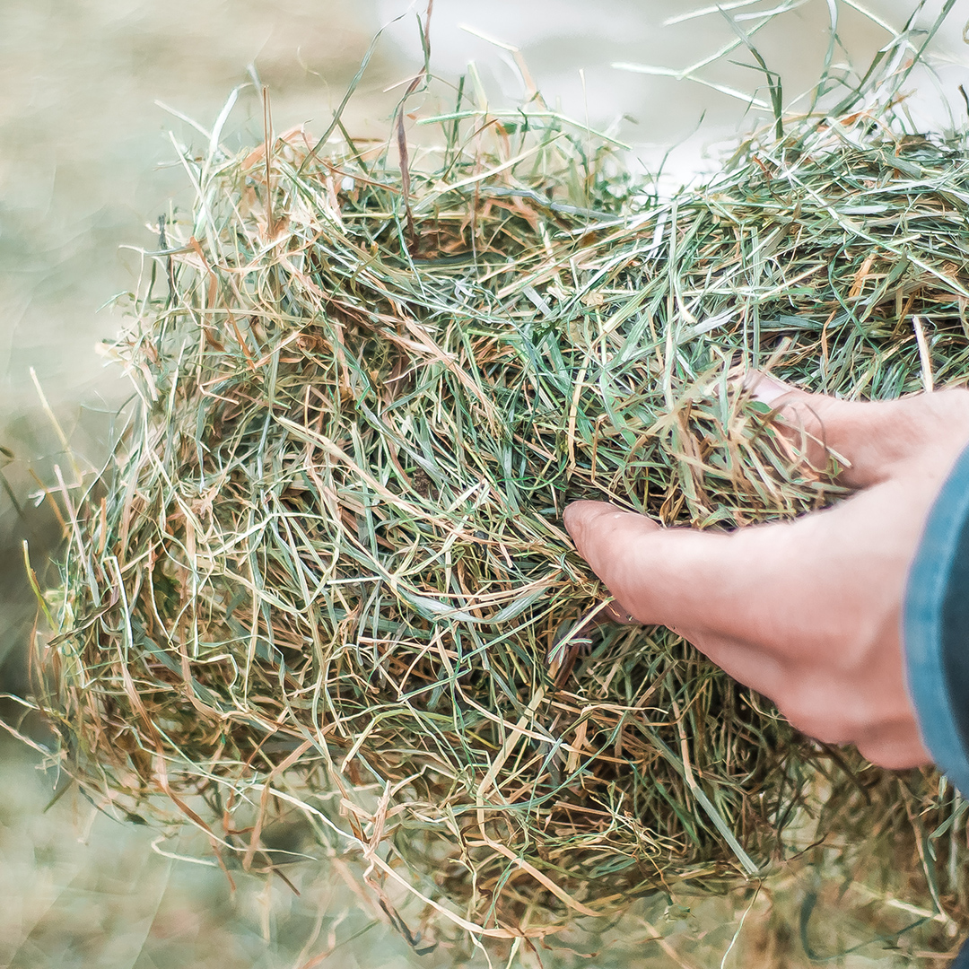 Stroh und Heu: Wer kennt den Unterschied?