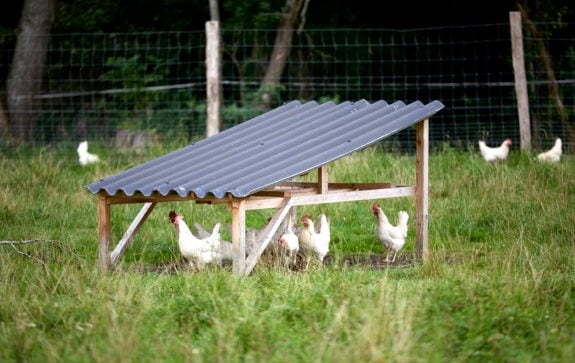 Edeka Tierschutzbeauftragte 190821 4MB6570