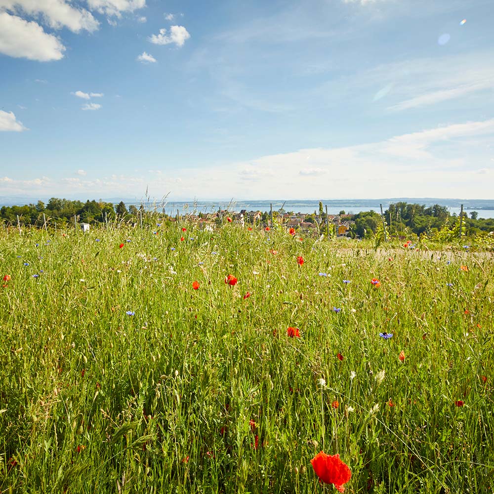 Edeka Zl Bienenwiese Meersburgedeka Blumenwiese