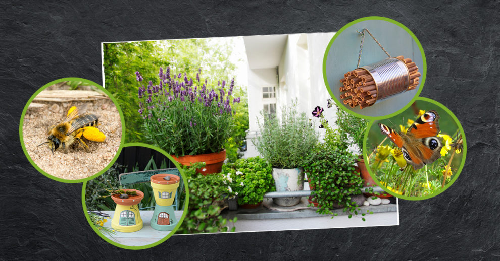 Header 1200 Balkone Insekten