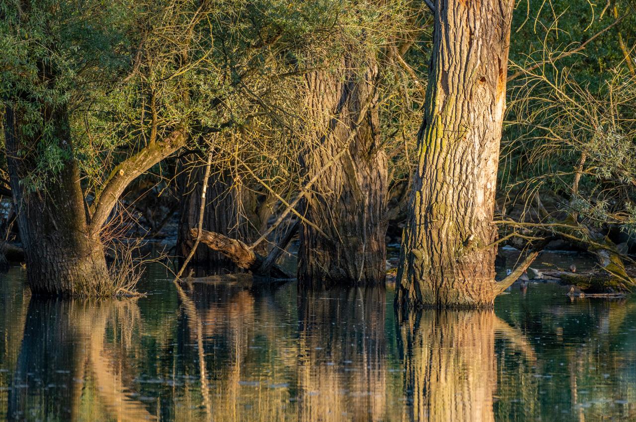 Feuchtgebiete Darum sind diese Ökosysteme so wichtig zukunftleben
