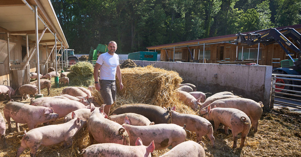 Header 1200×628 2306 Bio Story Schwein