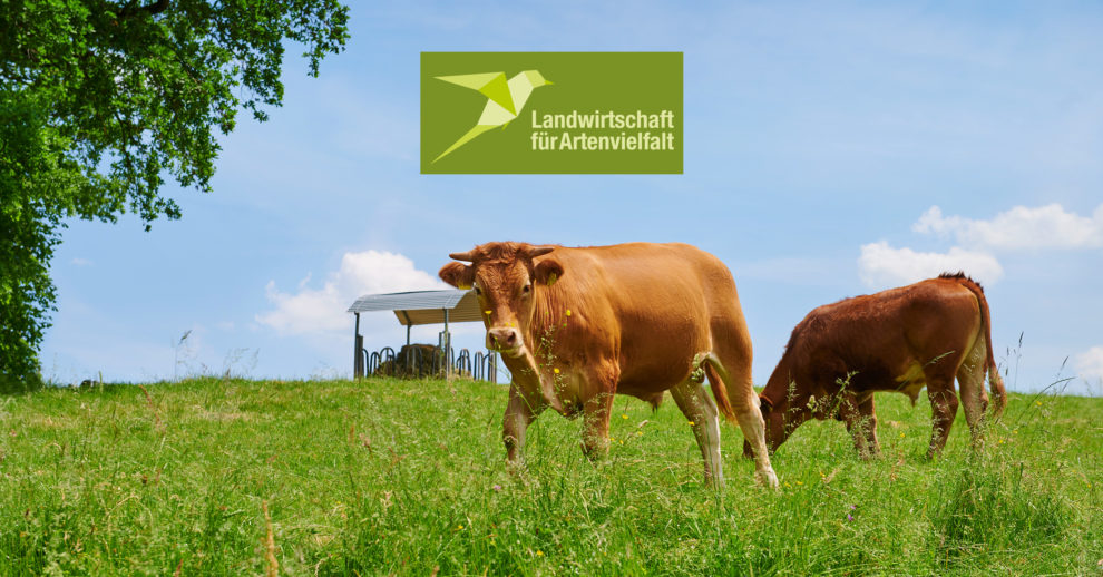 Header 2311 Was Haben Rinder Mit Artenvielfalt Zu Tun LFA Projekt X BIO 2400×1256