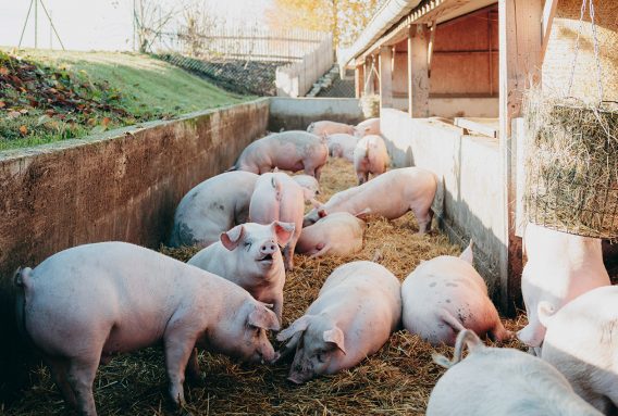 Schwein_1