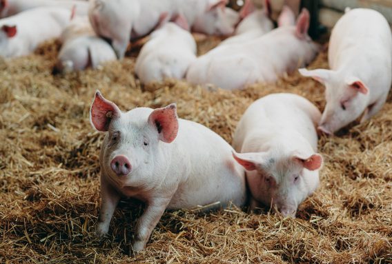 Schwein_2