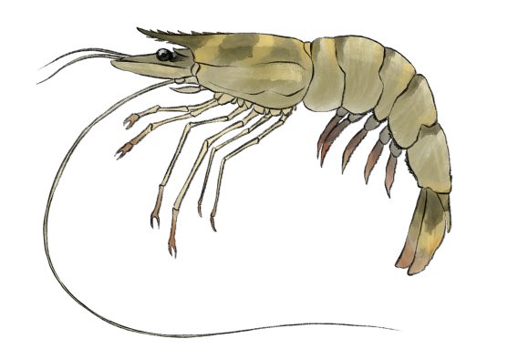 Garnele