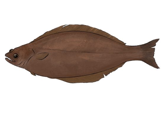 Heilbutt