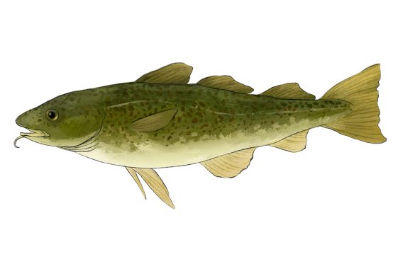 Kabeljau