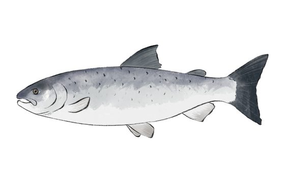 Lachs