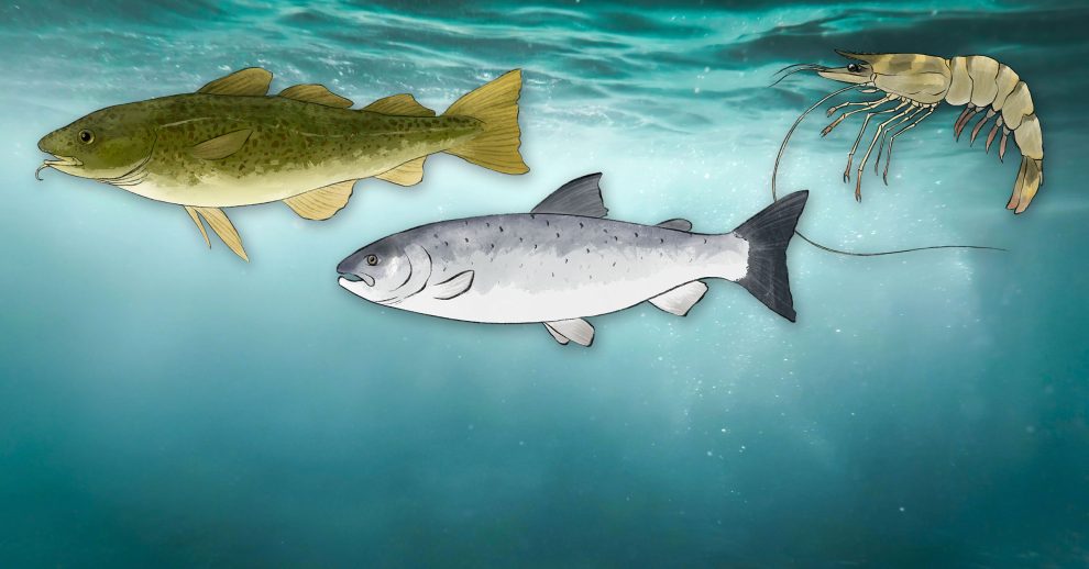 header_2607_fischvielfalt_msc-asc-siegel_X_2400x1256