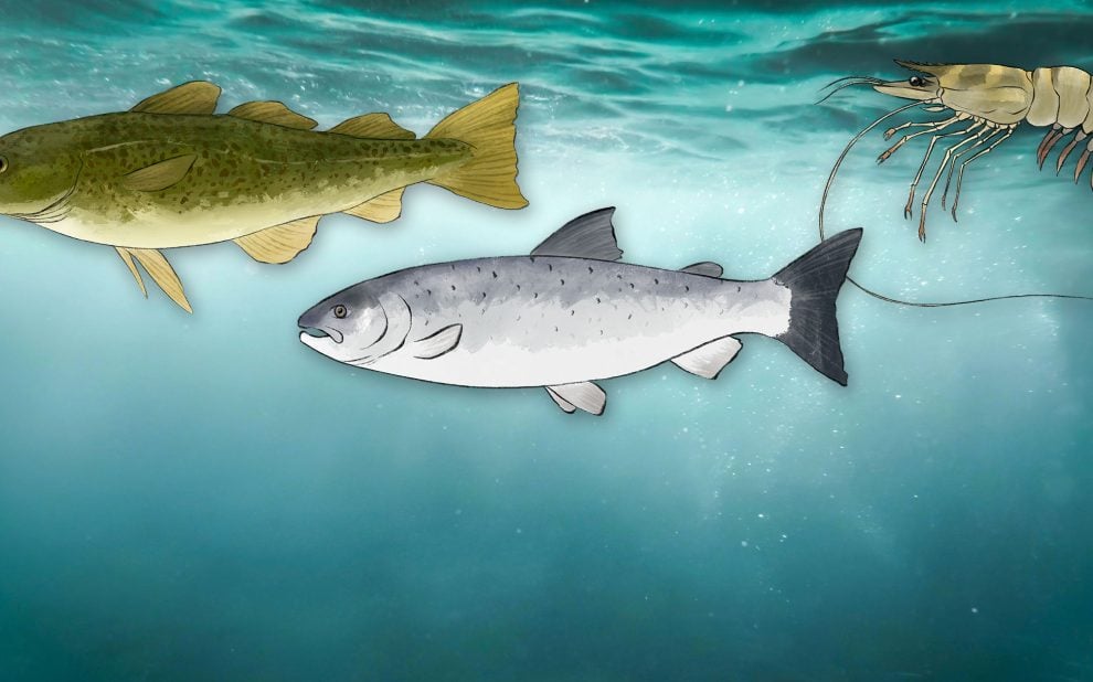 header_2607_fischvielfalt_msc-asc-siegel_X_2400x1256