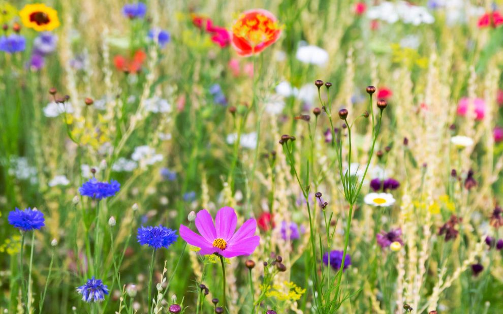 blumenwiese_beitrag