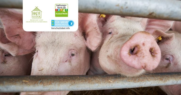 header_1200_2204_tierschutzmanagement-system_X_neu
