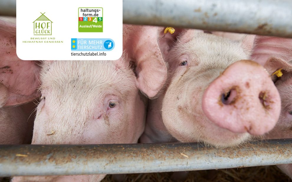 header_1200_2204_tierschutzmanagement-system_X_neu