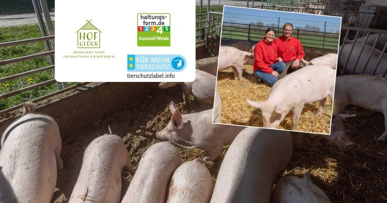 header_2506_hofglueck-story_schwein_X_2400x1256_neu2