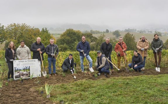 edeka_weinberg_setzlinge_MBB0824-klein